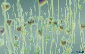 Inviewr Researchers Dive Into Data With Virtual Reality From Zeiss Arivis Allows For Inspection Of 3d Printed Parts Microscopy Virtual Reality Reality