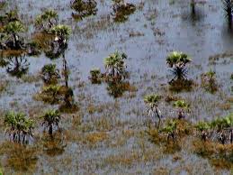 Image result for Mesanthemum africanum