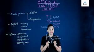 Tissue culture involves both plant and animal cells. Methods Of Plant Tissue Culture In Hindi Biology Video Lectures
