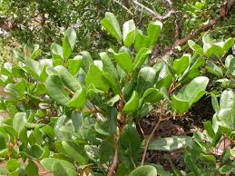 Image result for Xylocarpus