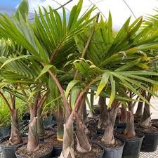 Image result for Dypsis