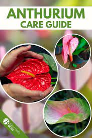 Anthurium Plant Guide How To Care For A Flamingo Flower Anthurium Plant Anthurium Anthurium Care