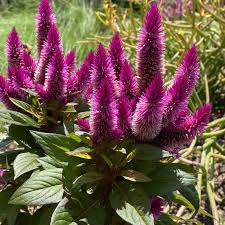 Image result for Celosia elegantissima