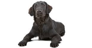 Flat coated retriever puppies for sale nz. Flat Coated Retriever Breeders Australia Flat Coated Retriever Info Puppies
