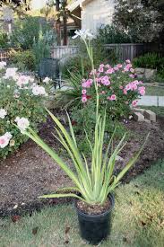 Image result for Moraea niassensis