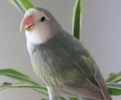 Bird And Pet Clinic Of Roseville Hours My Peachfaced Lovebird Pastel He Has Beautiful Wing Love Birds Wild Birds Bird Pictures