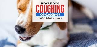 Dog Coughing And Gagging Here S Why And What To Do Dog Coughing Dog Coughing And Gagging Puppy Cough