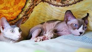Warm and soft to the touch, sphynx cats frequently sleep with their owners. Sphynx Cats Facts And How To Care For Them Holiday Barn