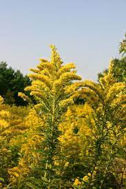 Kentucky State Flower Goldenrod Kentucky State Flower Louisville Kentucky Kentucky State