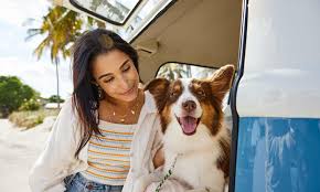 Use positive reinforcement & reward your dog with treats a compliant and relaxed dog will be easier to road trip with than a dog that is constantly misbehaving. 11 Tips For Surviving A Road Trip With Your Dog Bechewy