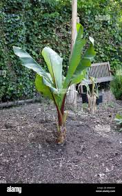 Image result for Ensete ventricosum
