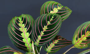 Image result for Maranthes floribunda