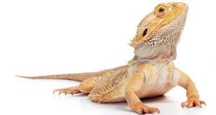 Baby bearded dragons can easily get ill and stop. A Healthy And Sick Bearded Dragon Signs Pet Care Advisors