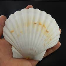 Using this product for crafts, they are larger than expected and very clean.… Natural Sea Shells 9 12 Cm Fan Shaped Scallop Shells Crafts Decor Beach Wedding Ebay