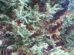 We did not find results for: Leyland Cypress Issues 189417 Ask Extension