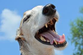 Warum dein hund bellt und wie du deinem liebling exzessives bellen abgewöhnen kannst, erfährst du hier. Hund Bellen Abgewohnen 7 Tipps Fur Mehr Ruhe Hundemagazin Net