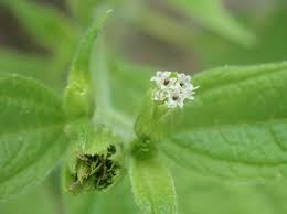 Image result for Blainvillea acmella