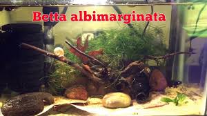 Betta ibc huang location : Wild Type Betta Albimarginata Youtube