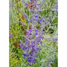 Image result for Perovskia atriplicifolia 'blue spire'