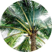 Coconut water has recently become a popular drink for athletes. Cocowhey Coconut Water With Protein Foodspring