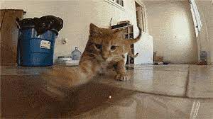 Pros and cons of laser pointers for cats. Cats And Laser Pointers Pros Cons And Safety Tips