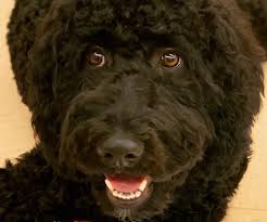 Doodles of nc red mini goldendoodles. Goldendoodle Breeder Near Charlotte Asheville North Carolina