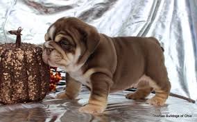 The olde english bulldogge is an attempt to 'breed back' the english bulldog as it appeared in the early 1800's (known as the 'regency period bull the olde english bulldogge can have a short or fine medium coat in a wide variety of colors including solid white, brindle (red, grey, or black), or fawn. Colors And Pricing How Much Does An English Bulldog Cost