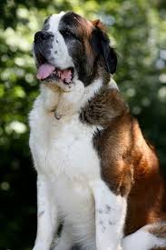 Black And White St Bernard Puppy Poppy St Bernard 012 St Bernard Dogs Dogs Bernard Dog