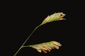 Image result for Moorochloa eruciformis