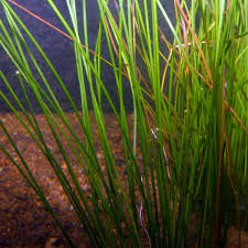 Image result for Eleocharis geniculata