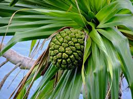 The fruit itself is very unusual to look at. Hala Tree And Fruit Photo Jazz Cat 60 Photos At Pbase Com