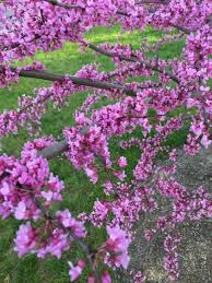 22 Terrific Flowering Trees For Tennessee In 2021 Flowering Trees Allium Flowers Purple Trees