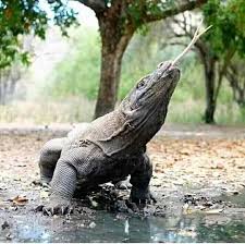 Biawak merupakan binatang reptil terbesar kedua di dunia setelah komodo. Komodo Explore Spesies Kadal Terbesar Di Dunia Yang Facebook