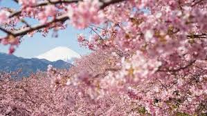 Bunga portrait 750×1334 wallpaper teahub io. 12 Foto Bunga Sakura Paling Cantik Dan Romantis Di Jepang Fashion Fimela Com