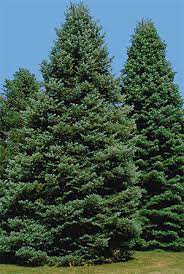 Evergreen trees are conical trees covered in pine needles. Yard And Garden Caring For Evergreen Trees During Winter News