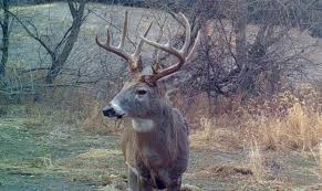 2018 Whitetail Rut Forecast And Hunting Guide Whitetail
