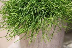 #euphorbialactea #korallenkaktus kennt ihr schon unsere korallenkakteen? Korallenkaktus Binsenkaktus Rhipsalis Cereuscula Pflege Tipps Tricks