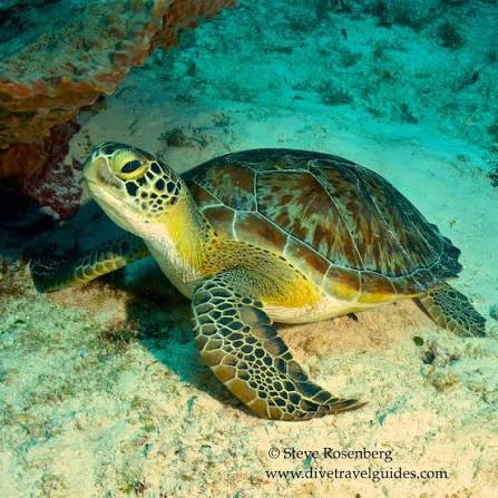 Green Turtle Profile