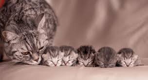 There S Nothing Better Than A Litter Of Kittens To Help Your Children Make Friends In A New Neighborhood Anonymous Katzen Tiere Susse Katzen