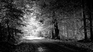 Http S1 Picswalls Com Wallpapers 2015 08 21 Black White Desktop Wallpaper 053200888 264 Jpg Desktop Photography Nature Wallpaper White Photography