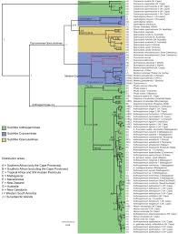 Image result for Anthospermum whyteanum