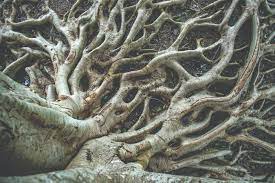 It is most common in the coastal forests of northern california and is possibly the largest tree in the world. Getting At The Root Of The Problem Above Ground Irrigation And Green Industry Magazine