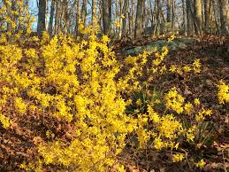 The First Blooms Of Spring How And When To Prune Forsythia Bushes Forsythia Bush Forsythia Trees To Plant