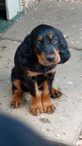 Our puppies make phenomenal family pets! 20 Gordon Setter Dogs Ideas Gordon Setter Dogs Dog Breeds