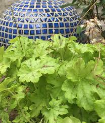 My leaves are turning a light green color. Spicy Lime Heucherella Lights Up The Shade Garden Horticulture