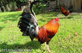 Kelebihan Dan Kekurangan Ayam Aduan Filipina Cowan Animals Gallery