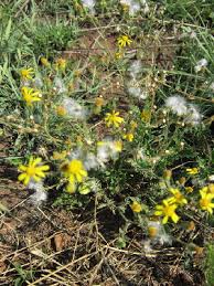 Image result for Senecio consanguineus