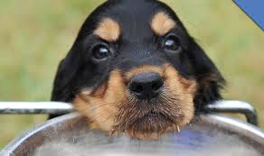 Os bebés alimentados exclusivamente com leite materno nos primeiros meses de vida não necessitam de líquidos adicionais. Quantidade De Agua Que Um Cachorro Deve Beber Por Dia Tudo Sobre Cachorros