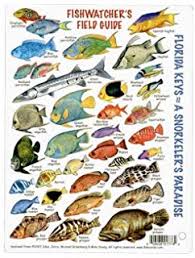 Amazon Com Paper Pocket Guide Book Coral Fishes