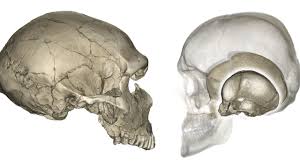 The cranium (also known as the neurocranium) is formed by the superior aspect of the skull. Why Modern Humans Have Round Heads Science Aaas